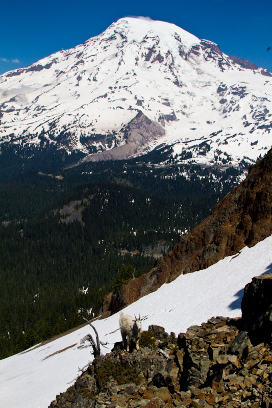 Mountain Goat And Mount Rainier